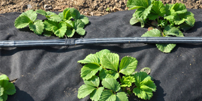 plants-plastic-liner