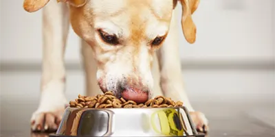 dog-eats-food