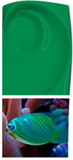 Green-Pigment-Fish