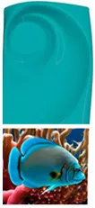 Turquoise