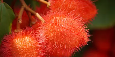 annatto-fruit-seeds-for-natural-cosmetic-formulas