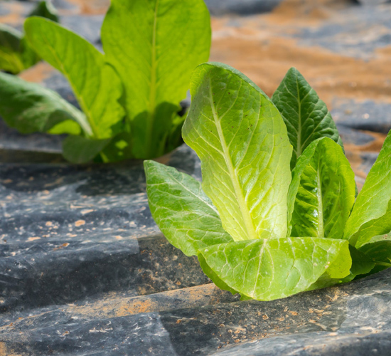 plants-growing-out-of-plastic-liners