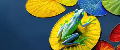 SunChemical-Sustainability-Report-Cover-2025-Frog-Lily-Pads